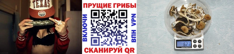 Купить  Сунжа  Галлюциногенные грибы GOLDEN TEACHER 